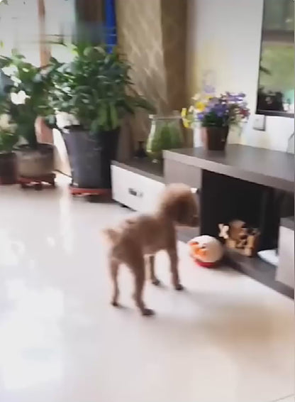 PetPalz: Interactive Talking Ball for Pets